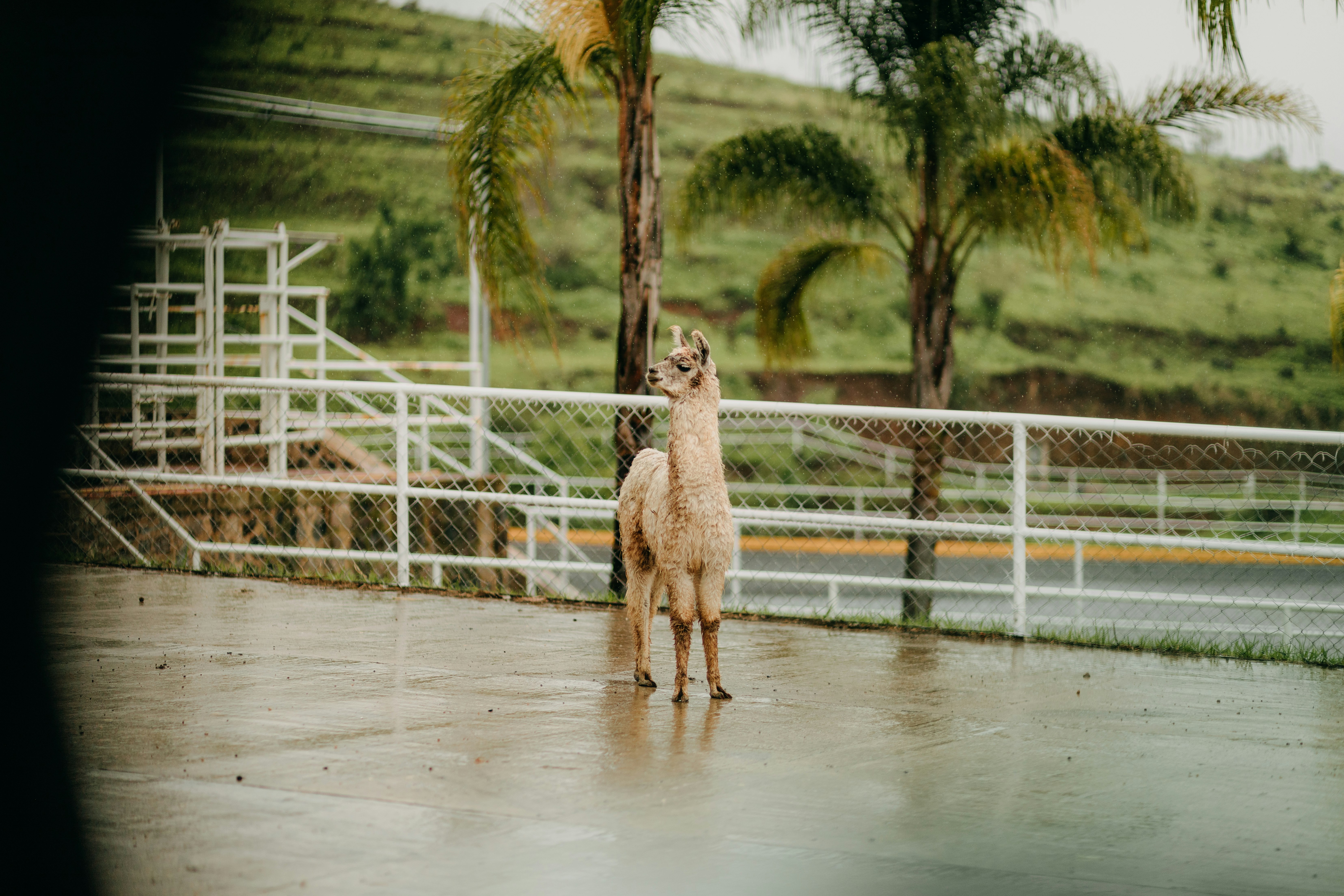 brown and white short coated dog standing on white wooden fence during daytime